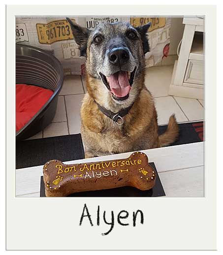 Alyen adores son gâteau pour chiens !